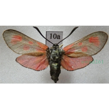 Zygaena loti (Denis & Schiffermüller, 1775) Kraśnik rogalik Deutschland10a